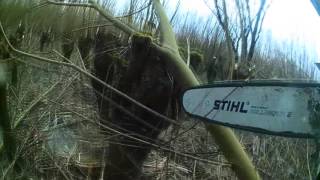 Groenvoorziening Wilgen Knotten Met Kettingzaag Camera aan Kettingzaag [upl. by Tiossem]