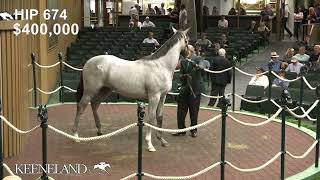 Hip 674 Tapit  Verve’s Tale sells for 105 million at 2024 Keeneland September [upl. by Aida319]