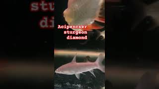 Acipenser sturgeon diamond music catfishfarming fish predatorfishmusic kaviar [upl. by Reinald]