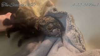 Puppies Family💖 Day 1 Fur Baby French Bulldogs Breastfeeding viralvideos puppyvideos [upl. by Dawaj]