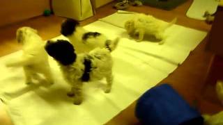 Lagotto Romagnolo Swiss Kennel of Golden Comfort SKGFCI DelLunas Welpen sind 6 Wochen Teil 2 [upl. by Yadahs]