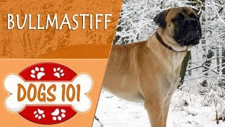 Dogs 101  BULLMASTIFF  Top Dog Facts About the BULLMASTIFF [upl. by Cichocki]