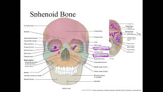 Dr Benaduce Sphenoid Bone Axial Skeleton Lecture [upl. by Reggy895]