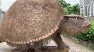 Dynamic Glyptodon model an ancient creature [upl. by Eno969]