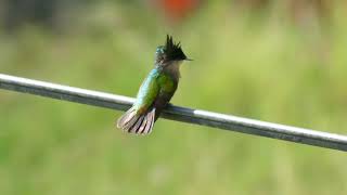 Antillean Crested Hummingbird Orthorhyncus cristatus exilis male Guadeloupe [upl. by Aiza]