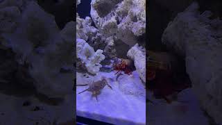 Slow motion version of mantis shrimp packs a punch rexthemantis mantisshrimp saltwatertank [upl. by Novel429]