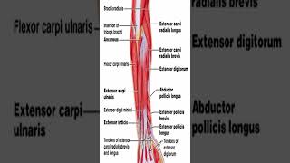 Anatomy Extensor Carpi Radialis Longus ECRL shorts [upl. by Marlette338]