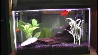 5 Gallon Betta Neon Community Fish Tank [upl. by Naltiak]