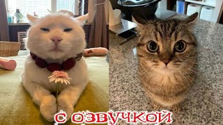 Приколы с котами С ОЗВУЧКОЙ Смешные коты и собаки  САМЫЕ СМЕШНЫЕ ЖИВОТНЫЕ [upl. by Lennod187]