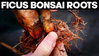 Ficus Bonsai Trees  Repotting and Root Pruning Methods 🌱 [upl. by Aetnahc]