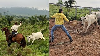 AS VACAS BRAVA ESTÃO MAIS PERIGOSAS😰 A ONÇA VOLTOU ATACAR [upl. by Dlorad]