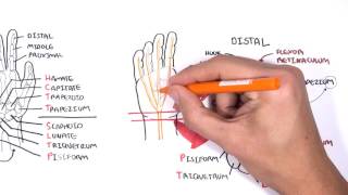 Clinical Anatomy  Hand Wrist palmar aspectflexors [upl. by Ynffit255]