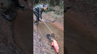 Masheer fishing canal fishing fall bass fishing october fishing [upl. by Eisak318]