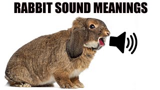 13 Sounds Rabbits Make and What They Mean [upl. by Kilar990]