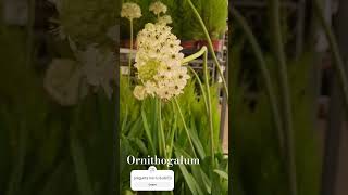 Ornithogalum🌸 shortsplantaflor shortsvideo shorts [upl. by Joycelin]