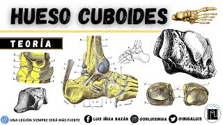 Anatomía Hueso Cuboides  Caras Articulaciones Ligamentos Inserciones musculares [upl. by Egidio500]