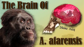 The Brain Of Australopithecus Afarensis Lucy amp Selam [upl. by Muslim]