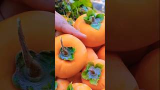 Persimmon Harvesting Vlog  Village  Vlogs New Video  Best Vlog  Short [upl. by Nitsir615]