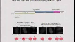 EpsteinBarr Virus Sustains its Associated Cancers [upl. by Nagyam]