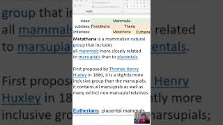 mammalia  subclas  prototheria and eutheria monotremes mammals [upl. by Aninat504]