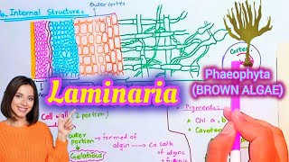 Laminaria plant body and its structure laminaria [upl. by Ahsiekel94]