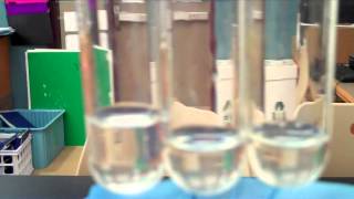 NEW  Enzyme Lab  What Factors Affect Enzyme Activity [upl. by Ddat]