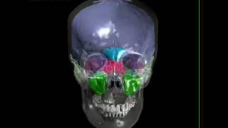 Human skull with brain endocast paranasal sinuses tympanic sinus [upl. by Alekim]