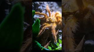 The Orange Baboon Tarantula youtubeshorts shortsvideo youtube africa shorts [upl. by Kinchen552]