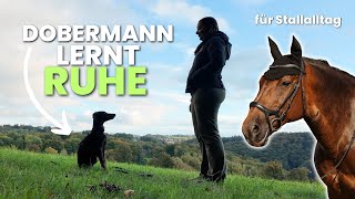 Dobermann JUNGHUND wird zum STALLHUND  Training 1 [upl. by Llien94]