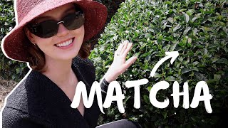 What makes Matcha special I traveled to Japan to find out [upl. by Aleuqahs]