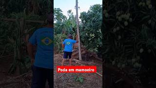 Renovando o pé de mamão agricultura mamão [upl. by Nalor399]