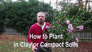 How to plant in clay poorly draining and compact soils Proper tools amendments and techniques [upl. by Lihka]