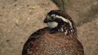 Northern Bobwhite Virginia Quail or Bobwhite Quail Colinus virginianus  Virginiawachtel 1 [upl. by Martens]