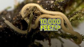 A Multitude of Myriapods  HowFascinating ep14 [upl. by Eiveneg581]