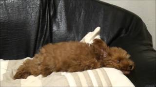 外耳炎の点耳薬で苦しがり暴れるトイプードルの子犬Puppy of suffering rising violent toy poodle is a medicine of otitis externa [upl. by Cranston122]