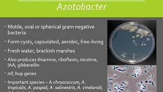 Biological Nitrogen Fixation  Types [upl. by Willamina]