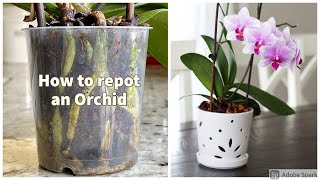 How to repot an Orchid [upl. by Ahseile825]