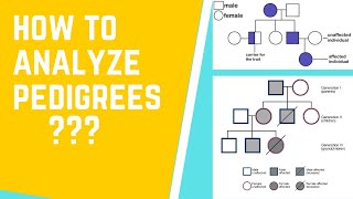 How to Read and Analyze Pedigrees 101 [upl. by Llerraf815]