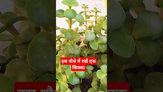 Jada plant se kya hota haishorts lytviralyotubetrendingshorts jade plant [upl. by Gnen]