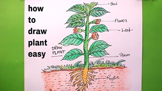 How TO Draw a plant step by stepvery easylets draw the plarts of a plant [upl. by Oelc165]