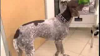 Breed All About It  German Shorthaired Pointer [upl. by Neelrac]