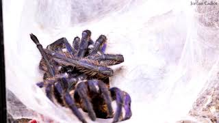 Chromatopelma cyaneopubescens Greenbottle blue tarantula molting process timelapse [upl. by Naresh363]