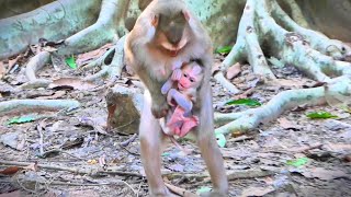 Dark Time The Bad Robber Monkey Kidnap Newborn Seriously Not Give Back [upl. by Yuri409]