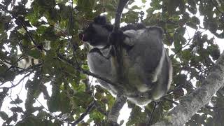 indri call [upl. by Ydissahc195]