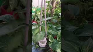 Plants propagation in waterindoorplantsyoutubeshorts [upl. by Christmann264]