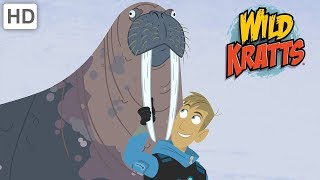 Wild Kratts  Learning More About Different Kinds of Wild Animals [upl. by Zined485]