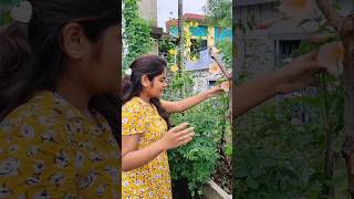 কাদের বাড়িতে এই গাছটি আছে 😍trending minivlog garden viralvideo shorts sayanti vlog bengali [upl. by Manfred]