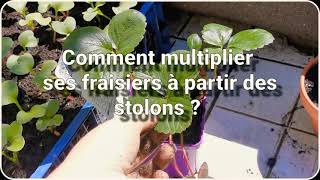 Comment multiplier un fraisier  stolons [upl. by Agnola]