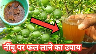 फूलों से भरे नींबू की देखरेख कैसे करें  Lemon Plant Caring tips [upl. by Jenica94]