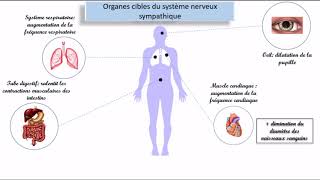 Le système nerveux autonome SNA [upl. by Gawlas]